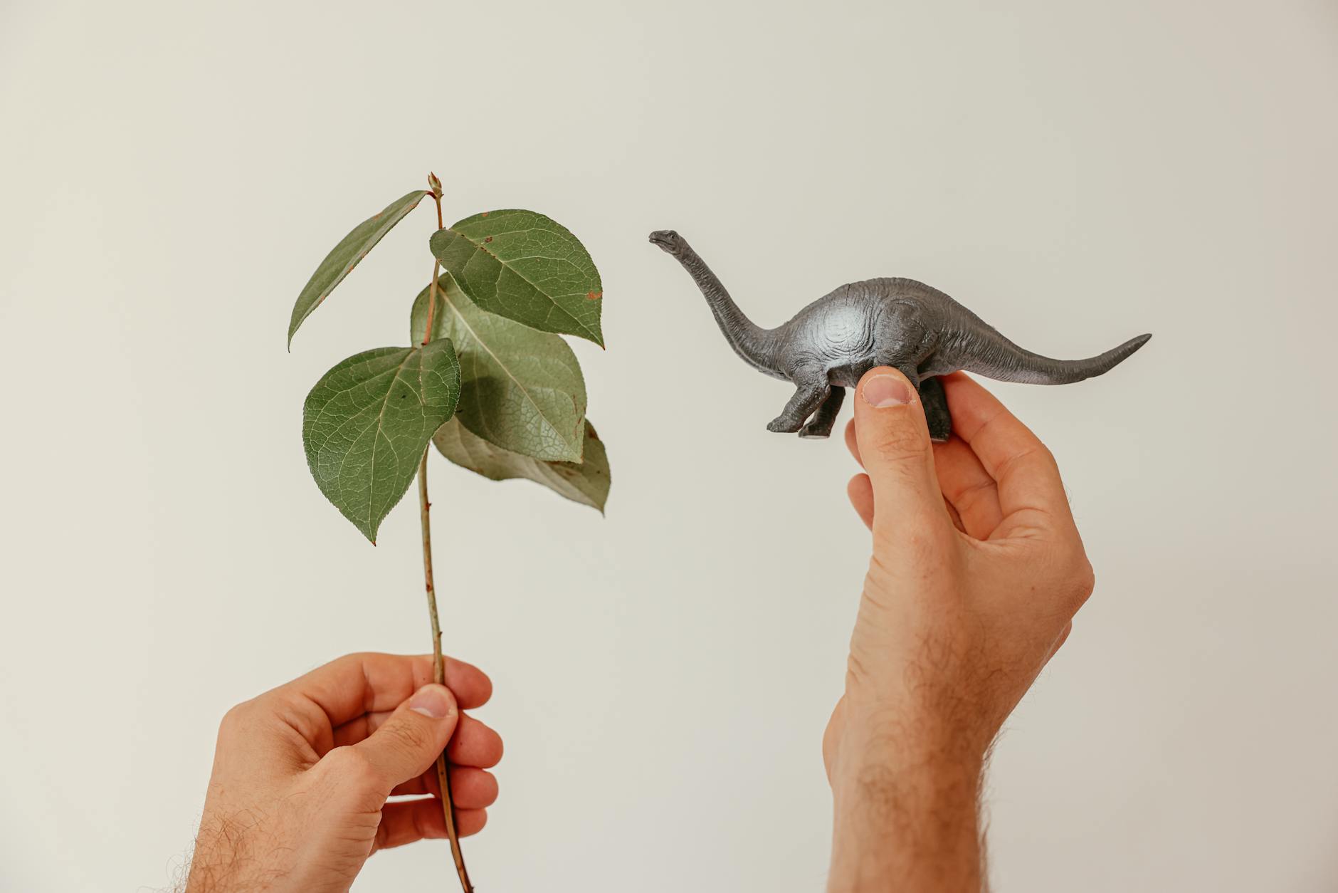 size comparison